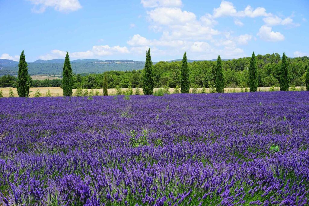 Les lavandes en Provence – Valensole